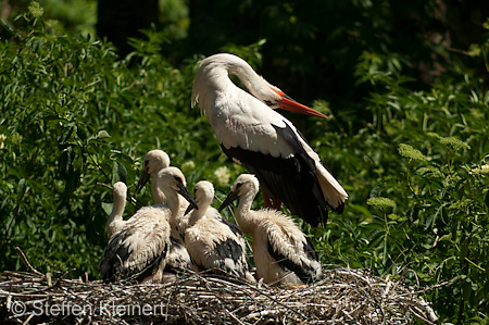 Weißstorch, Ciconia ciconia 028